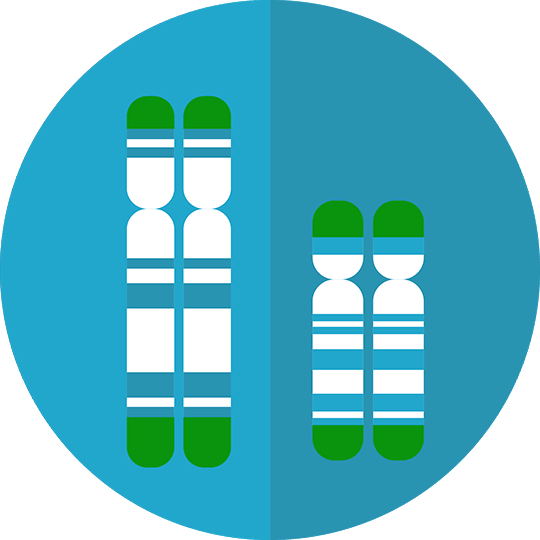 Telomere