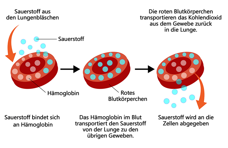 Hemoglobine