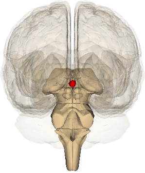 Pineal Gland